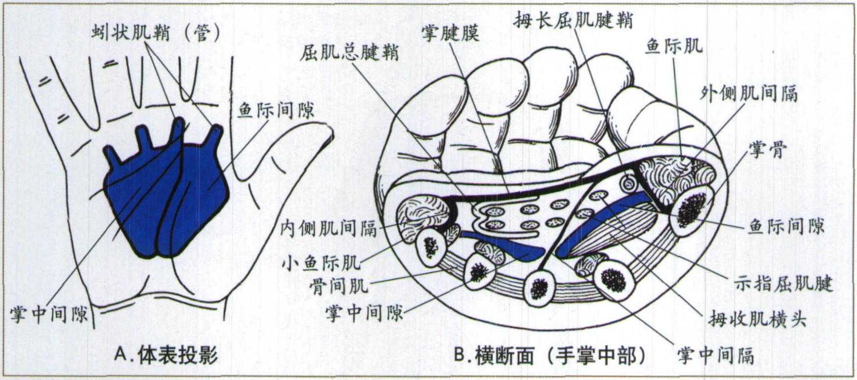 图5-27 手筋膜间隙